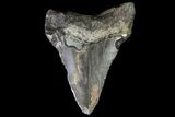 Bargain, Megalodon Tooth - North Carolina #76328-1